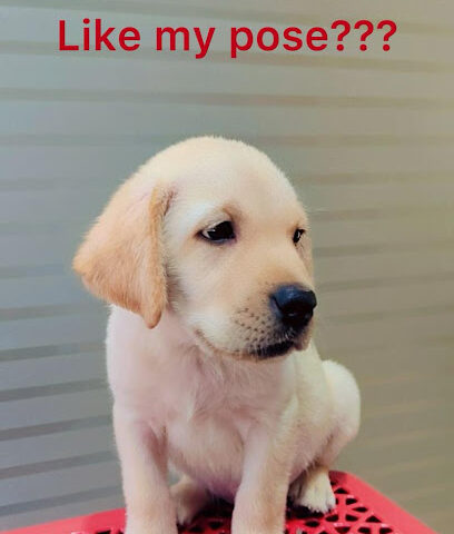 Dr. Pet | Pet Doctor | Pet Clinic | Sinhagad Road | Ambegaon | Wadgaon | Warje | Katraj