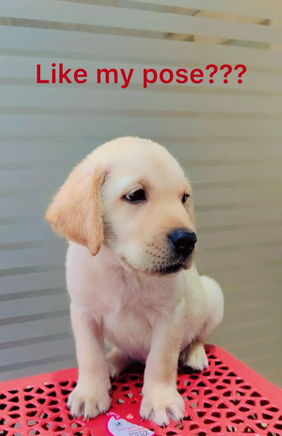 Dr. Pet | Pet Doctor | Pet Clinic | Sinhagad Road | Ambegaon | Wadgaon | Warje | Katraj