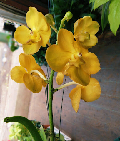 Orchid Flora Nursery