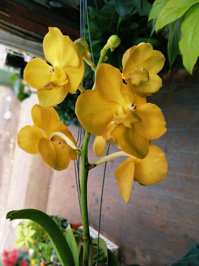 Orchid Flora Nursery